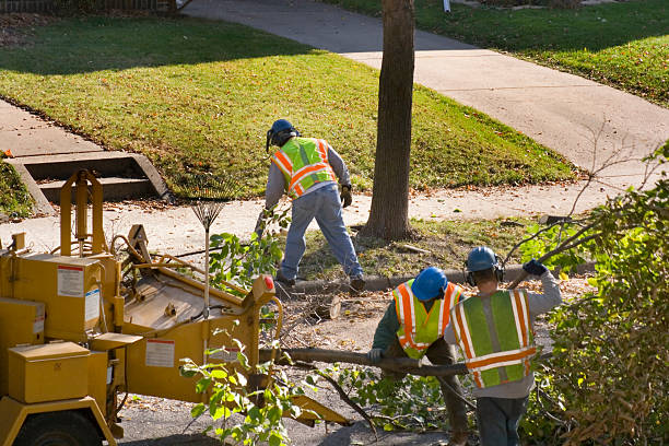 Professional Tree Service in Grace, ID